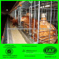 Chicken Layer Cage,Automatic Poultry Farming Equipment ( factory)